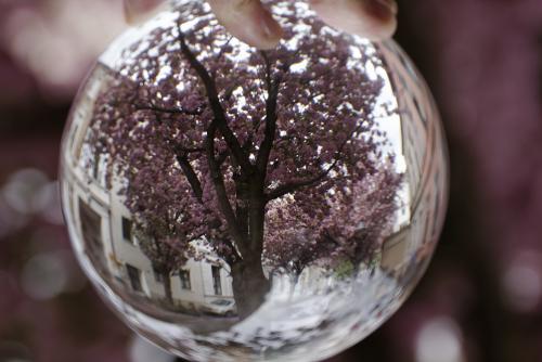 2014-wett-G.Montag-Rest-Kirschblüte-2v3