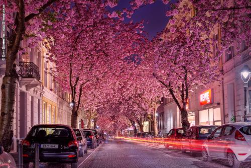 2014-wett-G.Stemmeler-Kirschblüte-1v1