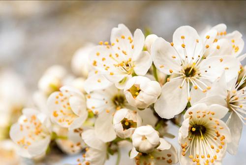 3.Platz-2014-L.Riedel-Kirschblüte-1v3