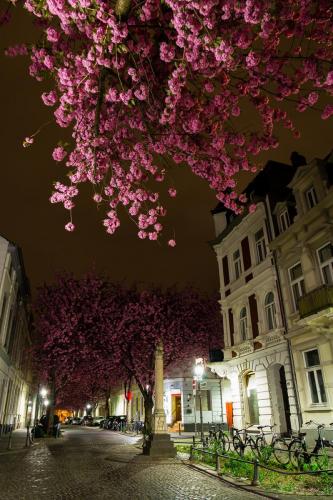 2014-wett-M.John-Kirschblüte-3v3