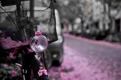 2014-wett-P.Ebach-Kirschblüte-1v2