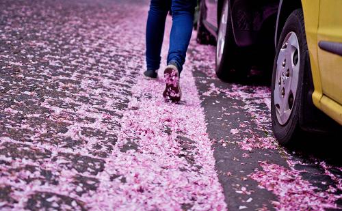 2014-wett-P.Ebach-Kirschblüte-2v2