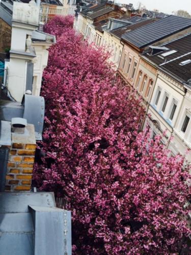 2014-wett-R.Jofen-Kirschblüte-3v3