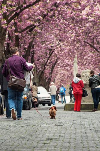2014-wett-S.Außem-Kirschblüte-3v3
