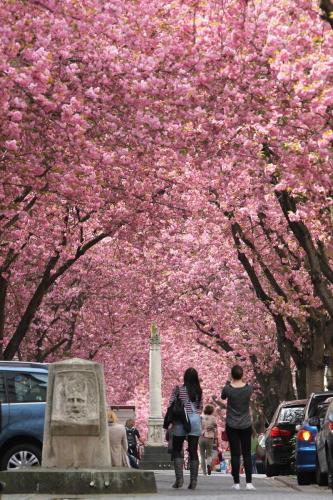 2014-wett-S.Borsch-Kirschblüte-1v3
