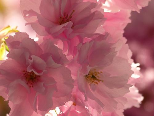 2014-wett-S.Lukas-curt Beil-Kirschblüte-1v3