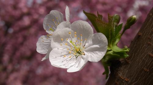 2014-wett-V.Rohe-Kirschblüte-3v3