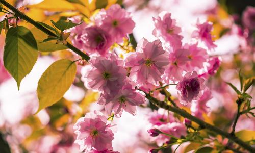 2014-Kirschblüte-1v3