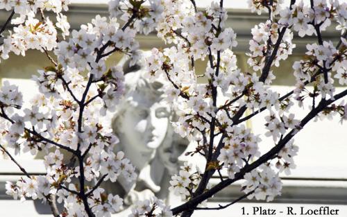 1.Platz-373-2015-Wett-R.Loeffler-WeißeBlütenUndGesicht-2v3