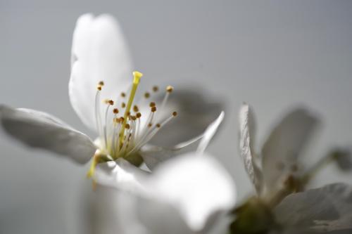 142-2015-Wett-B.Gorhotl-Kirschblüte_weiss_1-3v3-4P      