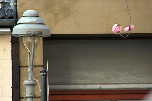 150-B.Sckell-sckell_2-kirschbluete-2v3      