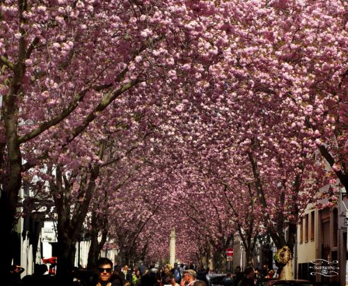 156-2015-Wett-S.Laureano-da-Silva-P4194615-2v3      