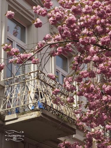 157-2015-Wett-S.Laureano-da-Silva-P4194629-3v3      