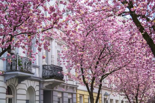 172-2015-Wett-M.Prinz-Kirschblüte-3-3v3      