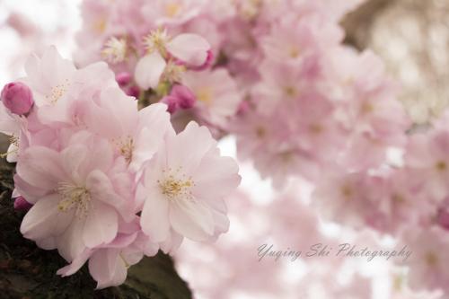 198-2105-Wett-S.Yuqing-Die Blüte-1v3      