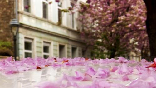 230-2015-Wett-N.Schynawa-Kirschblüten 1v3        