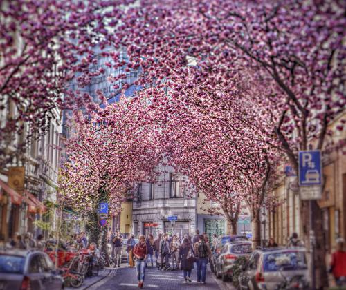 243-2015-Wett-N.Gruen-Blooming_Bonn-1v3