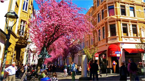 252-2015-Wett-M.Helpenstein-Kirschbluete_Helpenstein_2-2v3          