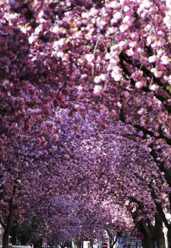 338-2015-Wett-O.Viehmann-1v3          