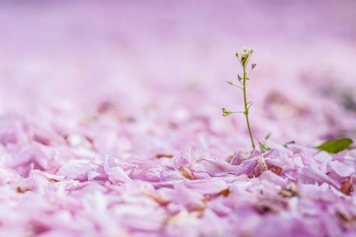 357-M-Meinhard-1v3-9P     