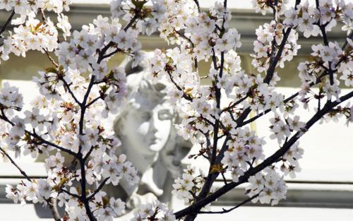 373-2015-Wett-R.Loeffler-WeißeBlütenUndGesicht-2v3          