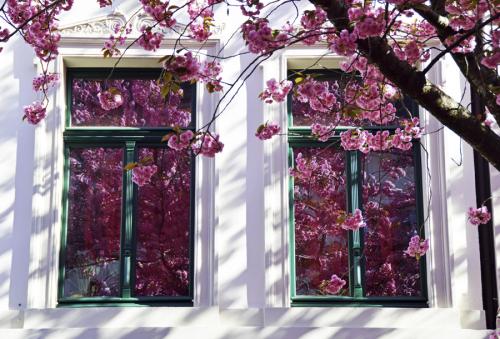 374-2015-Wett-R.Loeffler-Bütenfenster-3v3-8P          