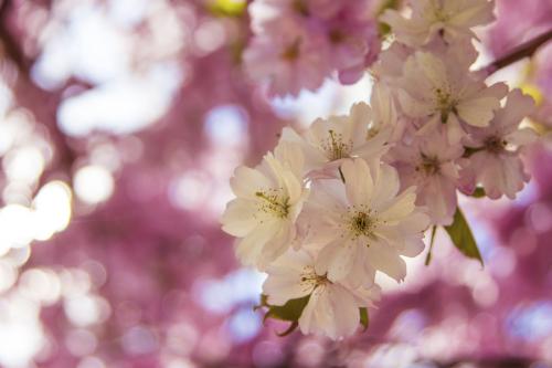 481-2015-Wett-Ch.Wiebel-IMG_8706-1v3          