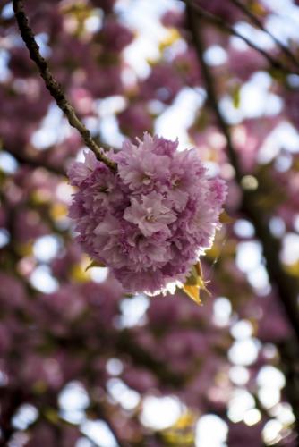 002-2016-Wett-M.Legrand-Kirschblüte-05594-1v3