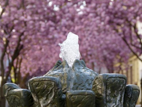 073-2016-Wett-B.Amrhein-Kirschblüte 3