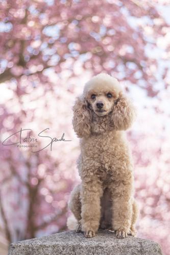 086-2016-Wett-K.Spanke-Wilma-1  