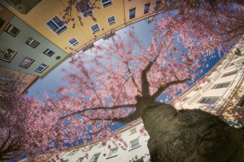 101-2016-Wett-J.Sieckmann Kirschbaummensch  