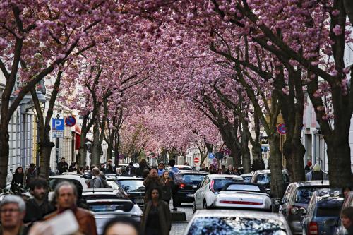 144-2016-Wett-F.Eversmann-cBN-KirschBlüte 8733-2(1)  