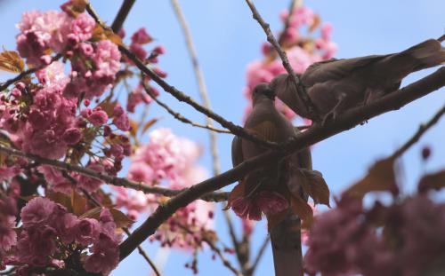 195-2016-WEtt-N.Leder-3 Turteltauben