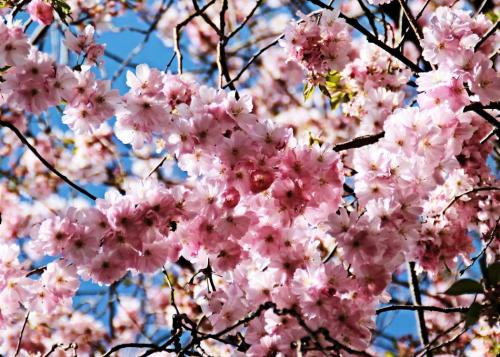 034-2017-K.-Rauscher-IMG 6349-2v2