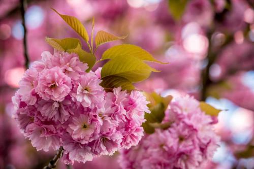 037-2017-L.-Bartels-1v3