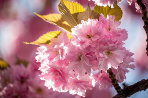 039-2017-L.-Bartels-3v3