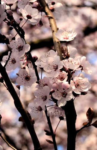 043-2017-L.-Röhrig-1v3