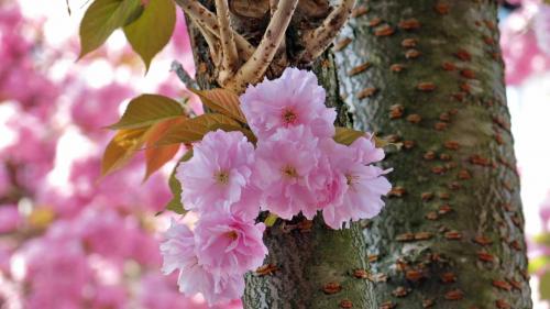 063-2017-H.Stappen-IMG 3630-1v3