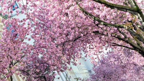 066-2017-D.Kottek DSC0966v3-1v1