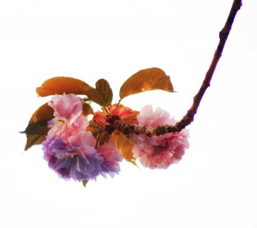 068-2017-H.J.Breuer-2v3