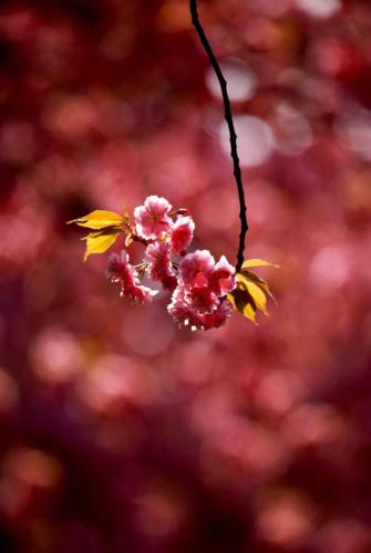 073-2017-W.Braschczok-2v3