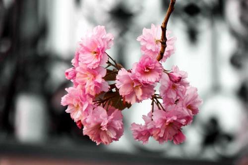 080-2017-T.schäfer-2v3