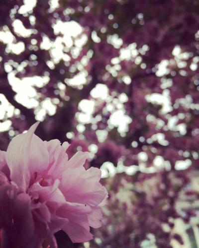 155-2017-S.Engel-1v3