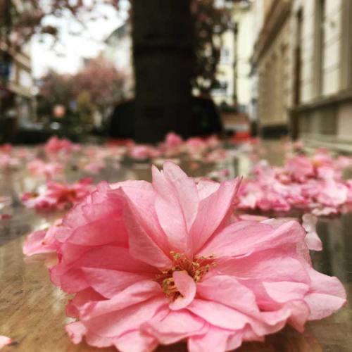 156-2017-S.Engel-2v3