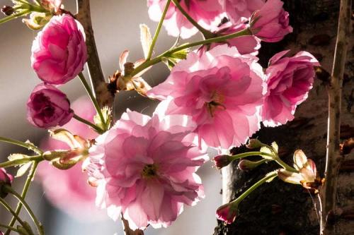 164-2017-R.Freyberg-3v3