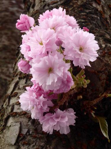 179-2017-A.Schüller-2v3