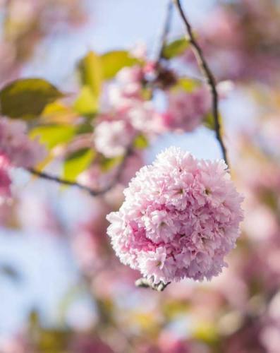 217-2017-Th.Klima-1v3