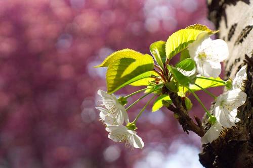 240-2017-S.Metzig-2v3