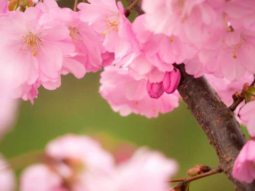 278-2017-H.Deponte-3v3