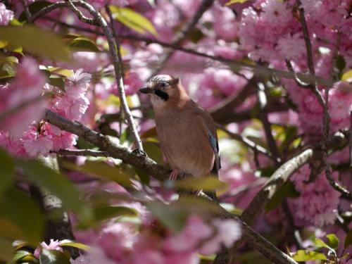 305-2017-R.Tigges-2v2